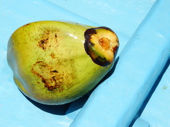 Cocos nucifera