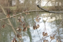 Acer negundo