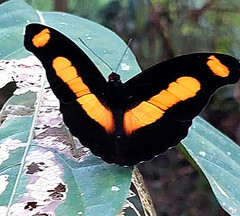 Catonephele chromis chromis