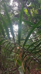 Arecoideae