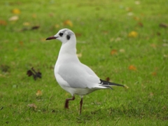 Chroicocephalus ridibundus