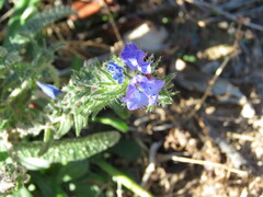 Echium creticum