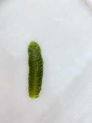Caulerpa