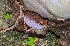 Eleutherodactylus johnstonei
