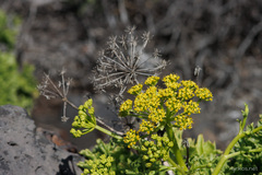 Astydamia latifolia