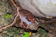 Eleutherodactylus johnstonei