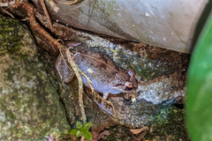 Eleutherodactylus johnstonei