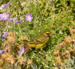 Crithagra scotops umbrosa