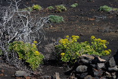 Astydamia latifolia