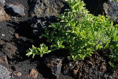 Astydamia latifolia
