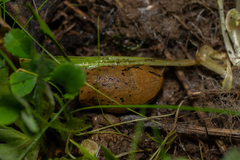 Drusia valenciennii