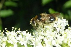 Cheilosia illustrata