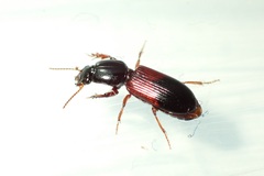 Clivina basalis