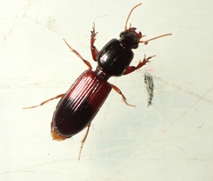 Clivina basalis