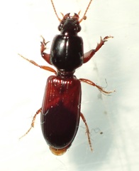 Clivina basalis