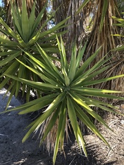 Yucca gigantea