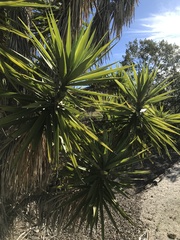 Yucca gigantea