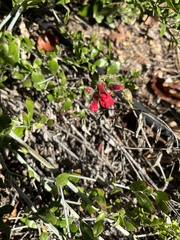 Gambelia juncea