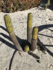 Trichocereus spachianus