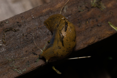 Drusia valenciennii