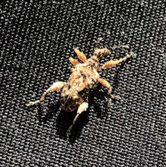 Stephanorhynchus curvipes