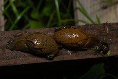 Drusia valenciennii
