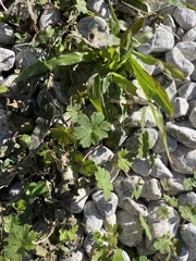 Geranium carolinianum