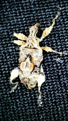 Stephanorhynchus curvipes