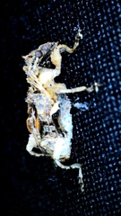 Stephanorhynchus curvipes