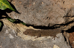 Tarentola delalandii