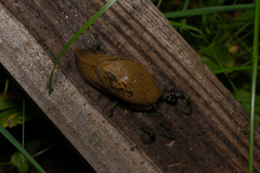 Drusia valenciennii