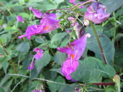 Impatiens textorii