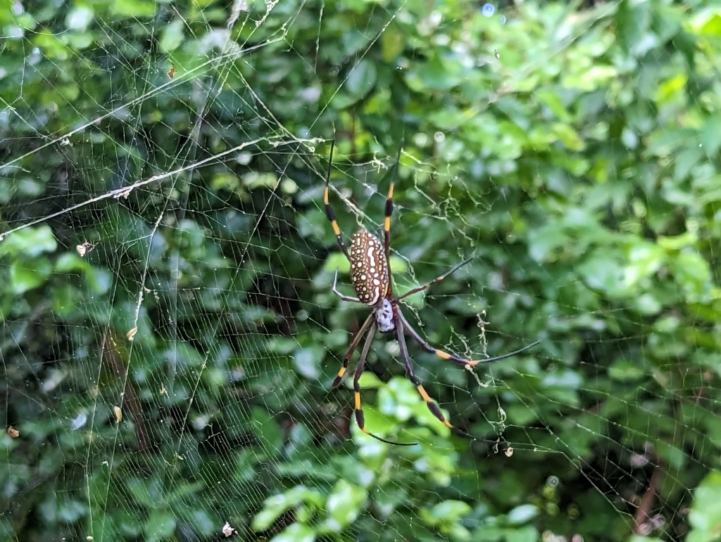 Native Puerto Rican Spider Golden Silk Spider from 8MHJ+96H, Flamenco, Culebra 00775, Puerto Rico ...