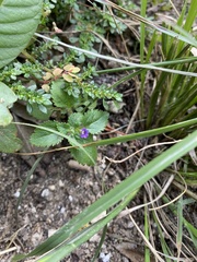 Stemodia verticillata