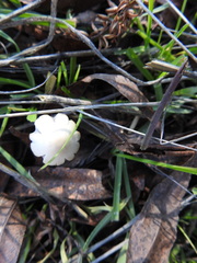 Candolleomyces candolleanus