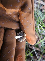 Candolleomyces candolleanus