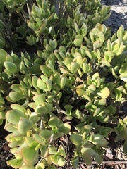 Crassula ovata