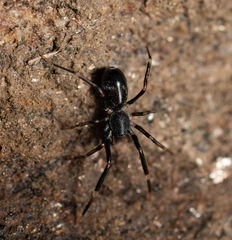 Liophrurillus flavitarsis