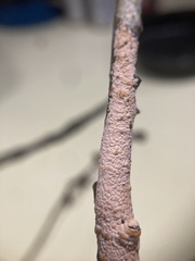 Peniophora incarnata