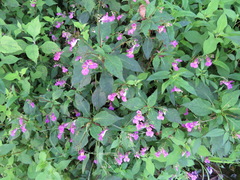 Impatiens textorii