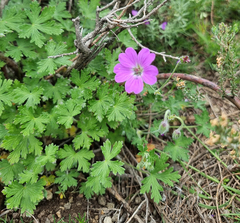 Geranium incanum
