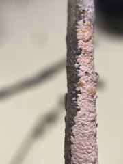 Peniophora incarnata