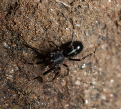 Liophrurillus flavitarsis