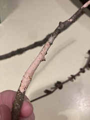 Peniophora incarnata