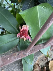 Costaceae