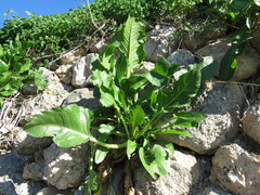 Beta vulgaris