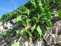 Beta vulgaris