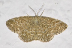 Scopula immorata