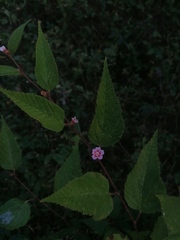 Melochia nodiflora