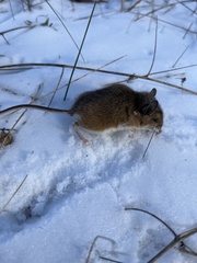 Peromyscus maniculatus